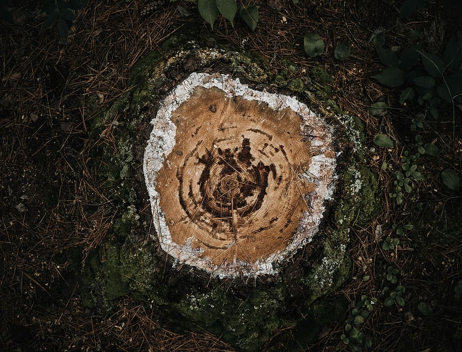 brown cutted log, cut tree base, aerial view, ring, stump, forest HD wallpaper