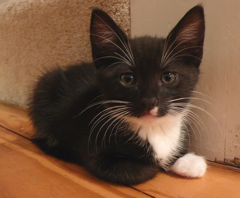untitled, kitten, cute, feline, kitty, domestic, tuxedo, black and white HD wallpaper