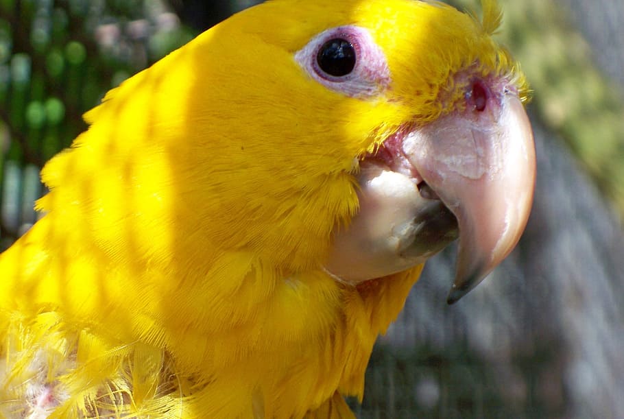 macaw, rare, bird, chile, yellow, beak, eye, face, feathers, HD wallpaper