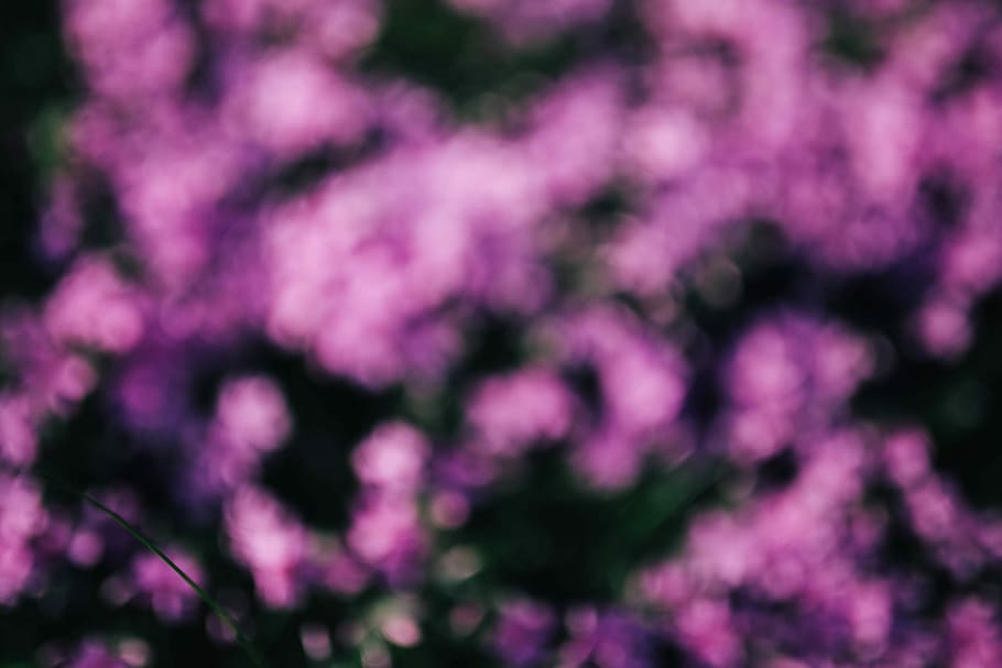 Pink flowers blooming in spring, closeup, garden, flora, background, HD wallpaper