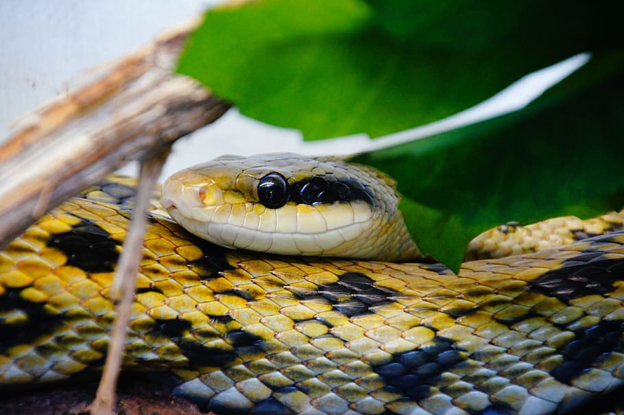 snake, venomous snake, toxic, head, black yellow, zoo, scale HD wallpaper