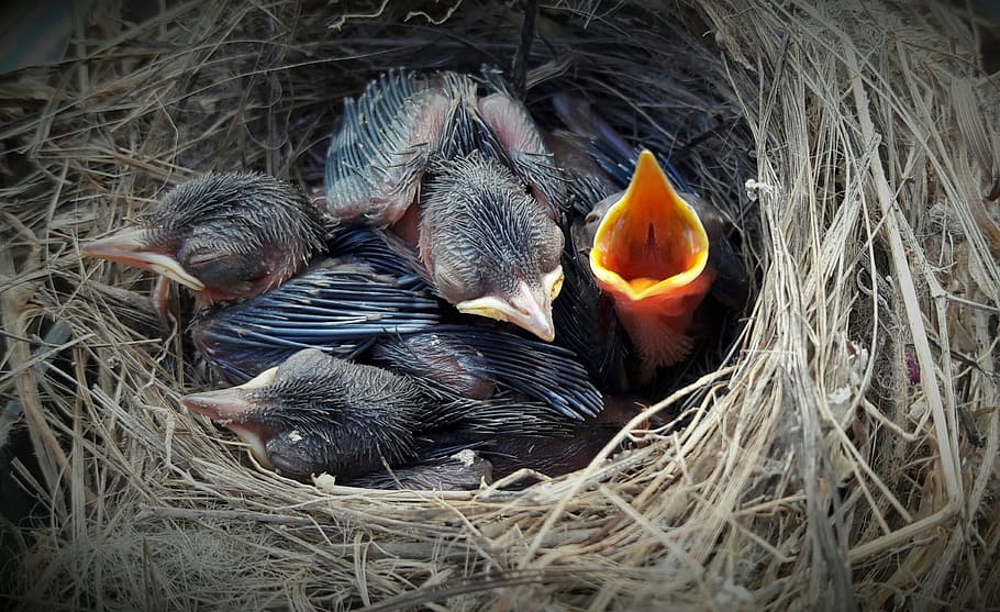 photography of chicks in nest, bird, nails, animals, group of animals HD wallpaper