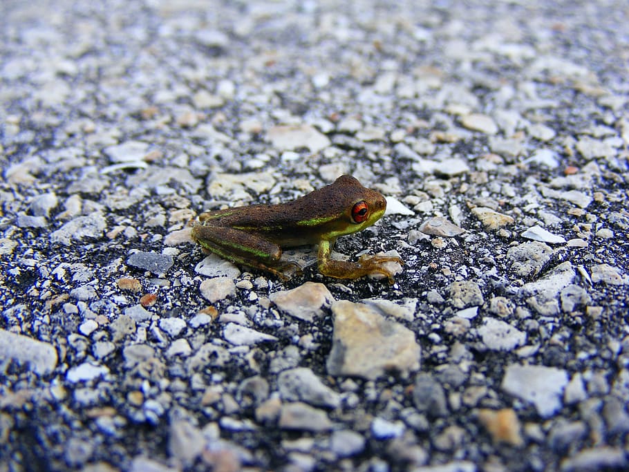 green and black frog, tree frog, amphibian, macro, green tree frog HD wallpaper