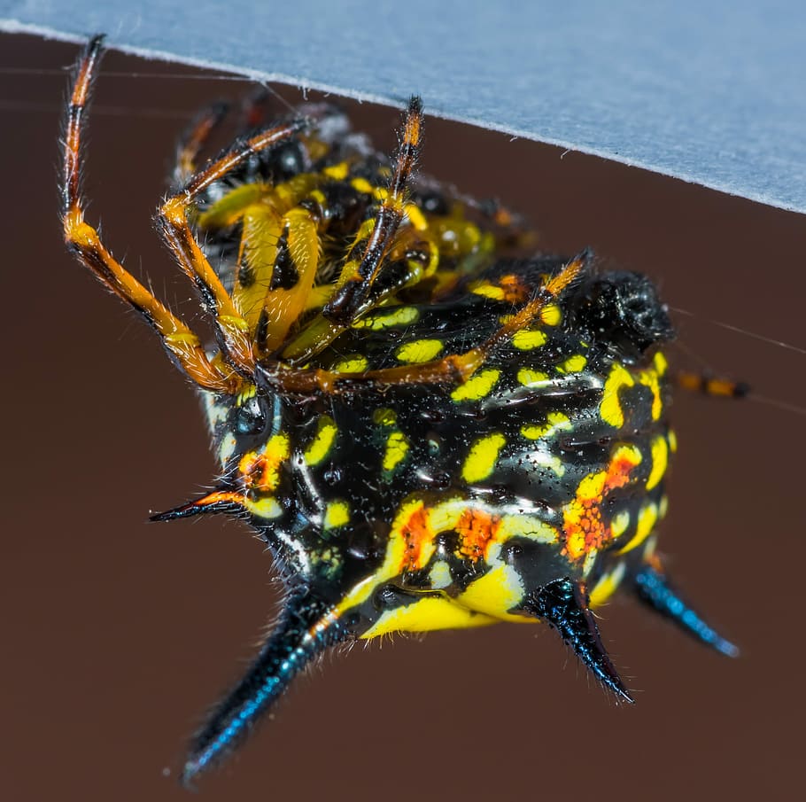 Small, Spider, Arachnid, Insect, small spider, close, one animal HD wallpaper