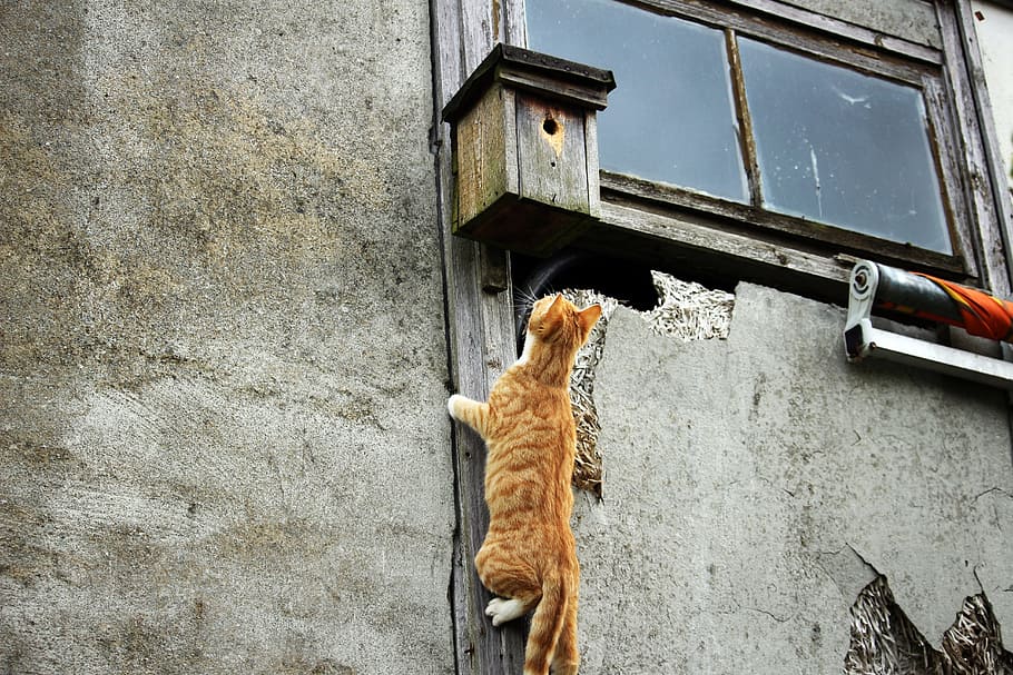 orange cat climbing birdhouse near closed window, Kitten, Aviary HD wallpaper