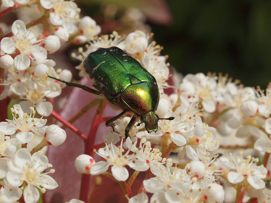 insect, nature, macro, animal wildlife, one animal, animal themes HD wallpaper
