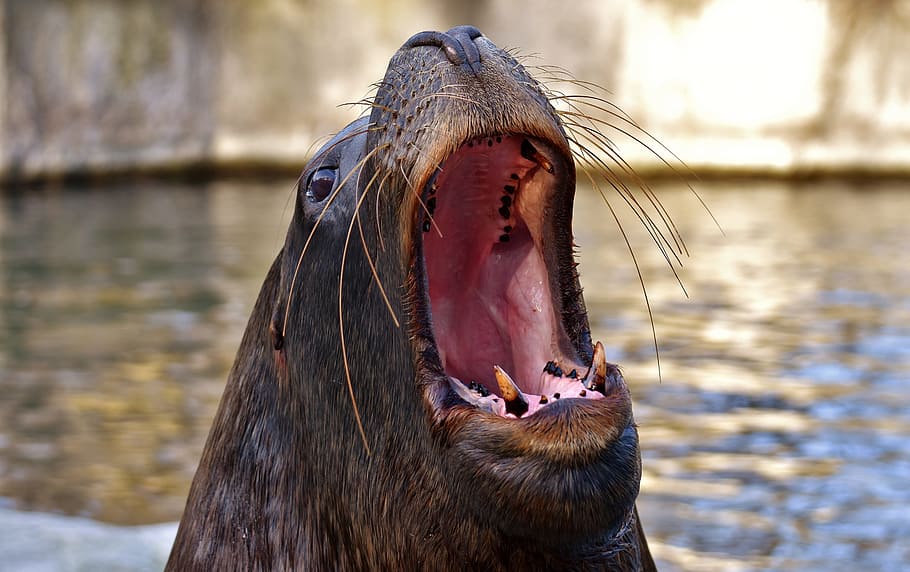 brown sea lion, seal, swim, water, robbe, meeresbewohner, animal, HD wallpaper