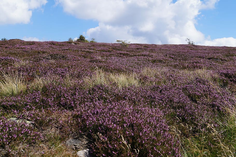 Heathers, Mountains, Landscape, Plants, violet, nature, krkonoše giant mountains HD wallpaper