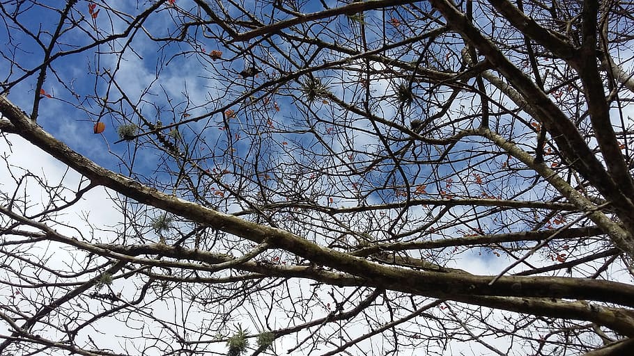 clouds, flying, nature, sky, tree, branch, low angle view, plant HD wallpaper