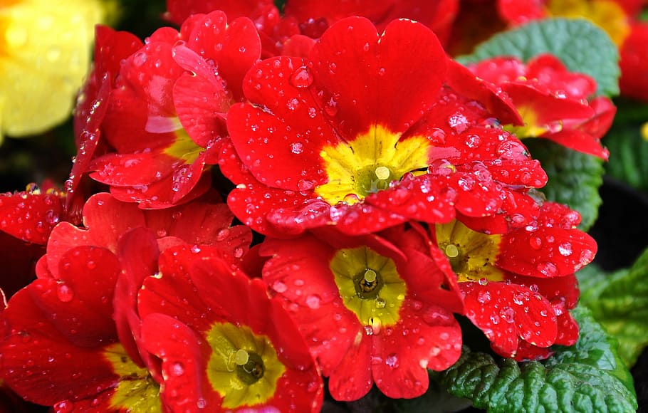 Primula, Spring, Flower, spring flower, red, nature, plant HD wallpaper