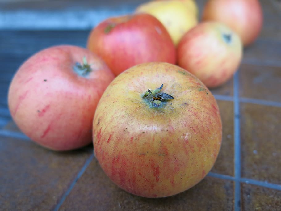 apple, fruit, autumn, food and drink, healthy eating, wellbeing HD wallpaper