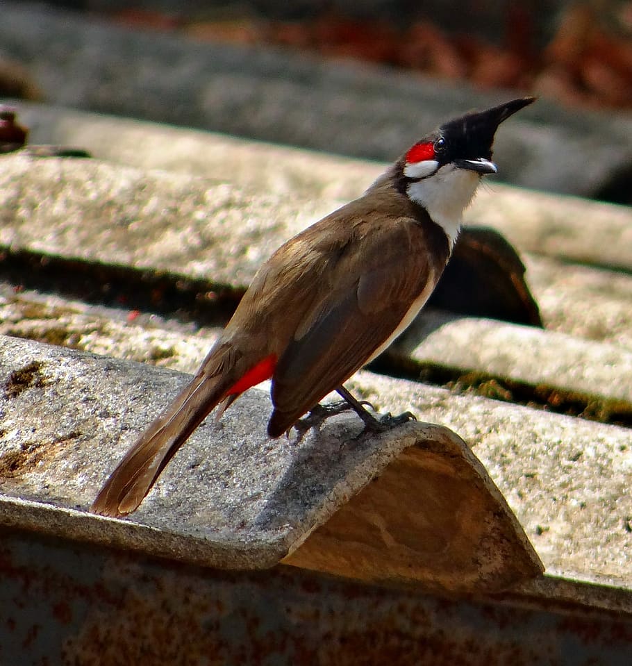 Red, Whiskered, Bulbul, Bird, Bulbuls, tropics, dharwad, india HD wallpaper