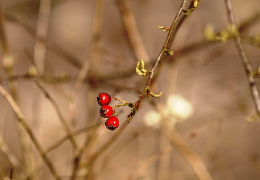 berries, red, fruit, autumn, nature, berry red, bush, food and drink HD wallpaper
