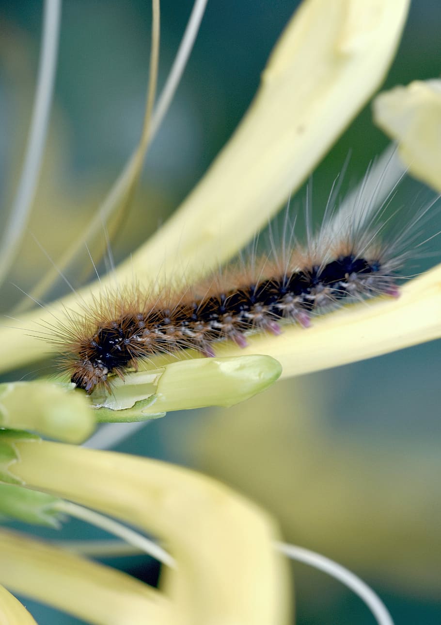 caterpillar, garden, hairy, pest, destructive, animal wildlife, HD wallpaper