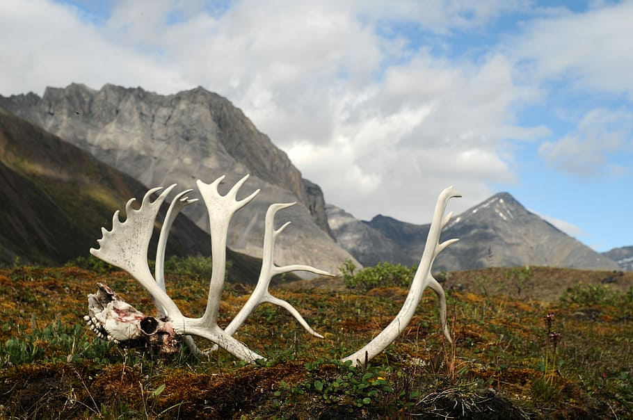 Antlers in the landscape in Gates of Arctic National Park, Alaska, HD wallpaper