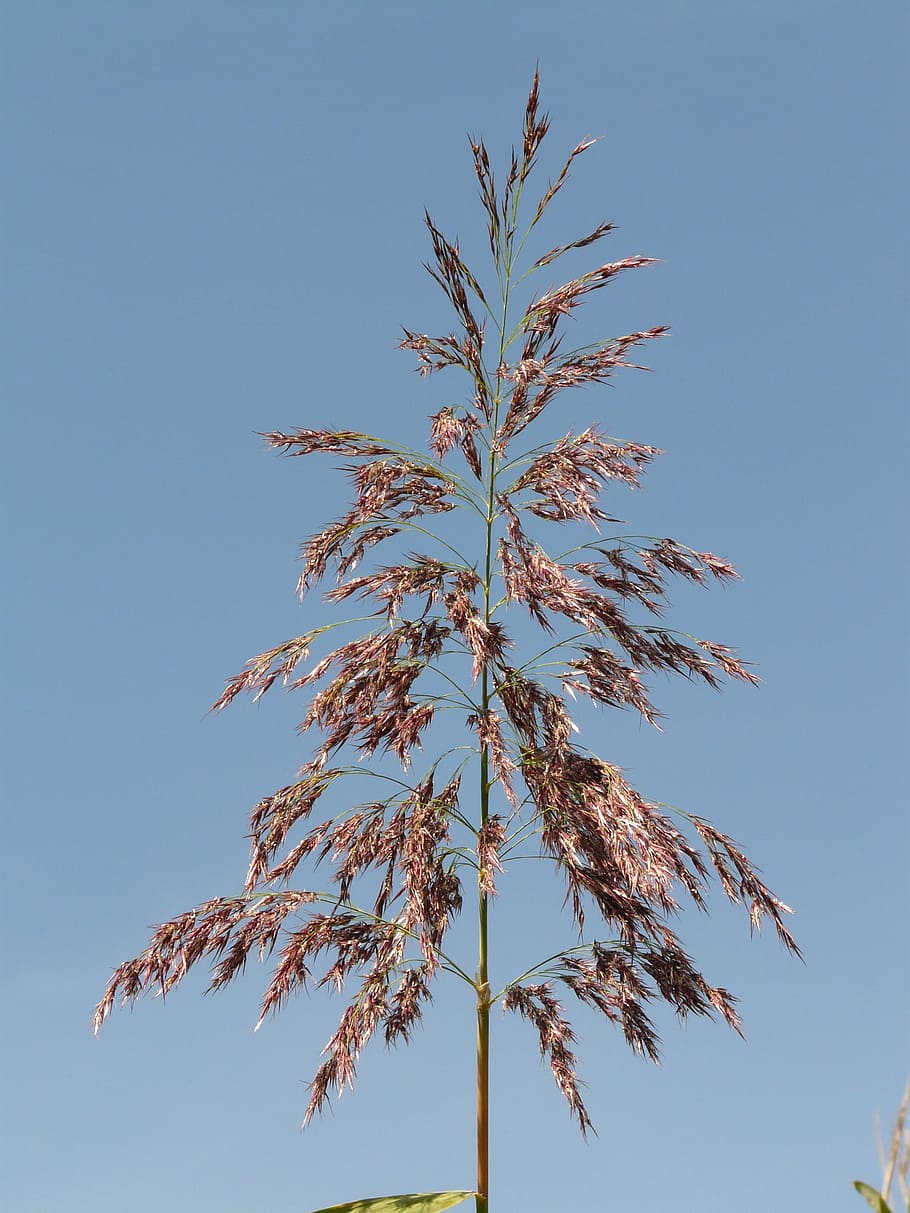 grass, reed, plant, tree, nature, branch, sky, outdoors, low angle view HD wallpaper