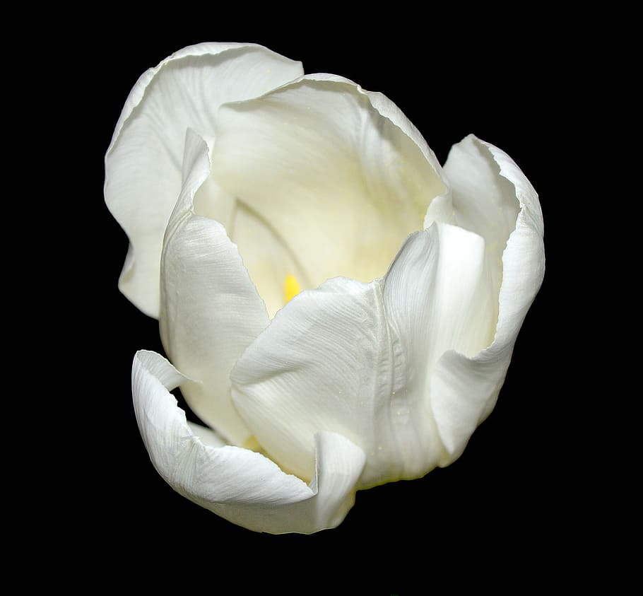 tulip, blossom, bloom, white, spring flowers, close, black background HD wallpaper