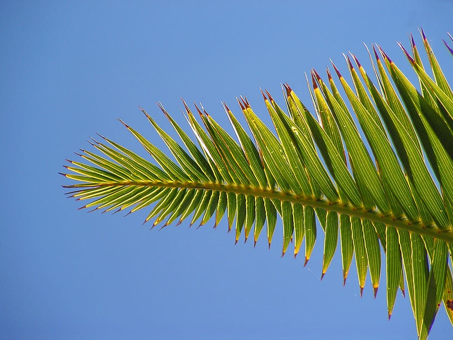 palm, sheet, sky, green, leaf, nature, tree, summer, palm Tree HD wallpaper