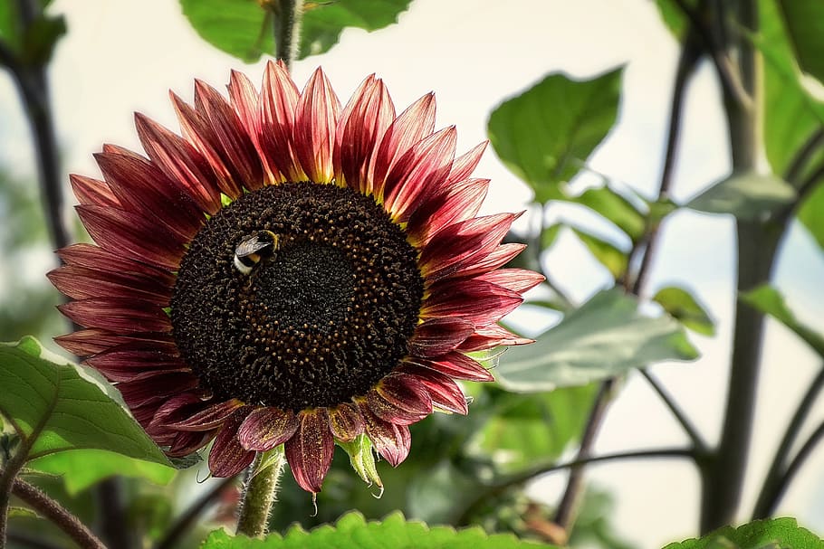 sunflower, summer, yellow, wallpaper, background, garden, crop, HD wallpaper