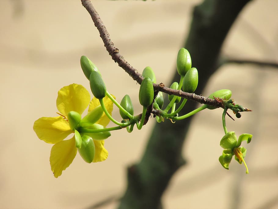 flower, panther, sharp, yellow flowers, tree, branch, buds HD wallpaper