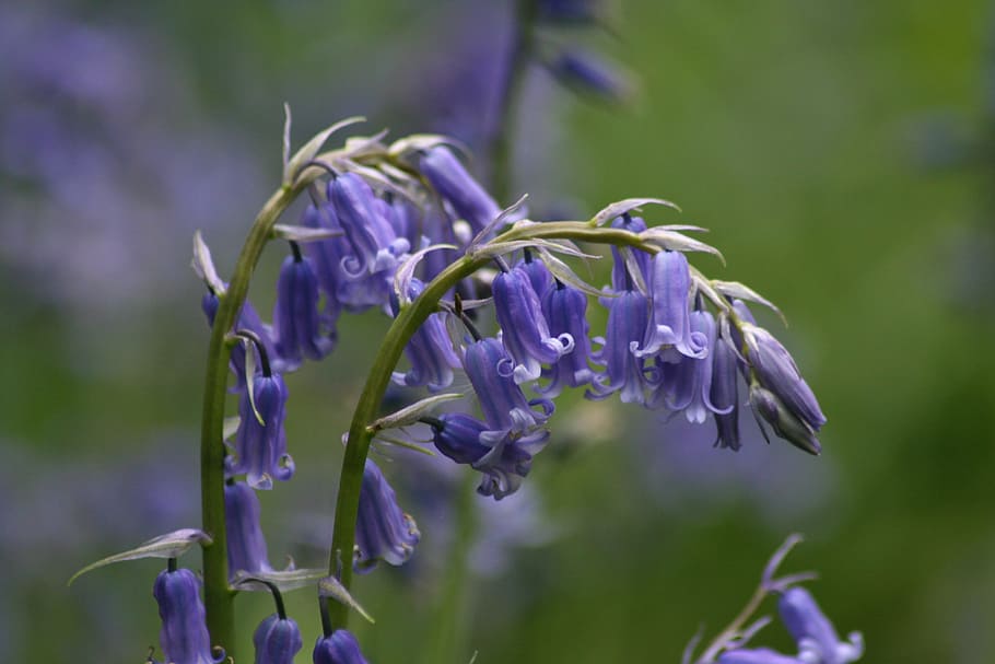 flower, bloom, bluebell, purple, flowering plant, freshness HD wallpaper