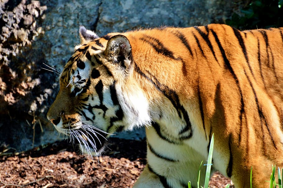 Tiger, Cat, Wildcat, Big Cat, Dangerous, zoo, tiergarten, animals in the wild HD wallpaper