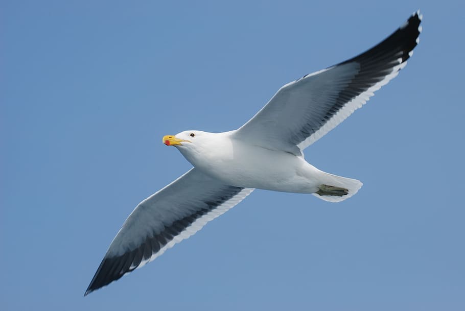 flying white bird at daytime, Seagull, Nature, Animal, Air HD wallpaper