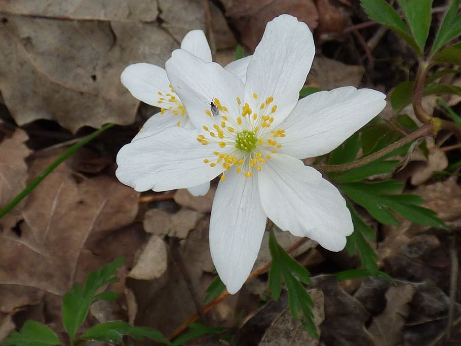 flower, white, forest, flowering plant, petal, fragility, freshness HD wallpaper