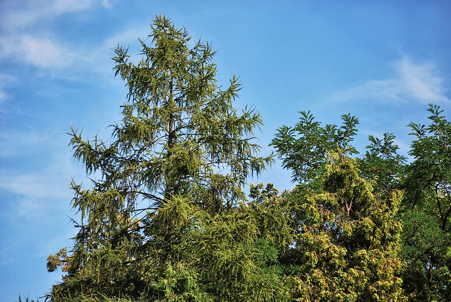 tree, coniferous, green, nature, plant, sky, cloud - sky, beauty in nature HD wallpaper