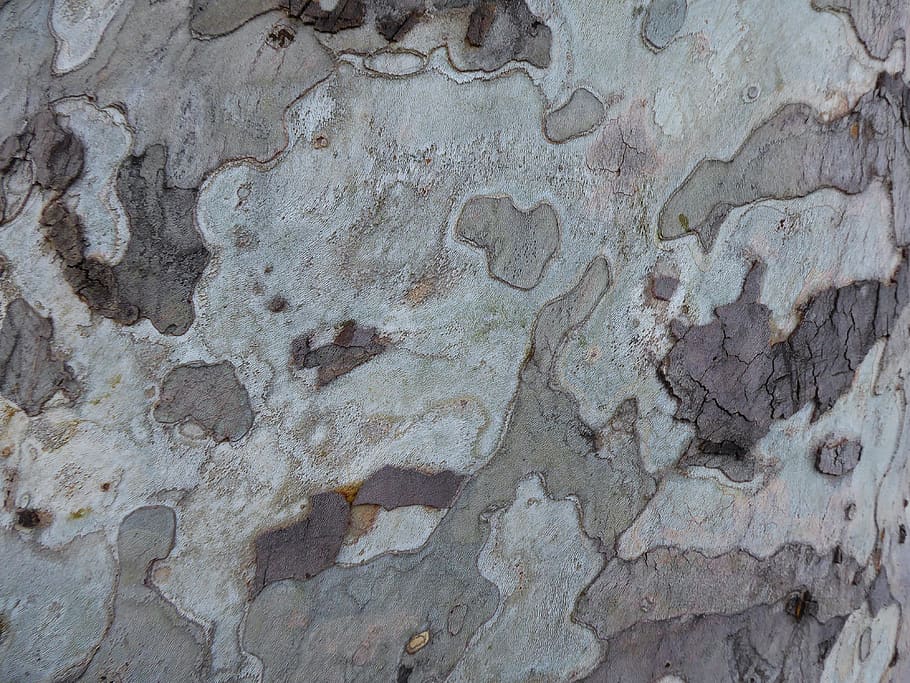 background, texture, pattern, bark, tree, structure, wood, backgrounds HD wallpaper