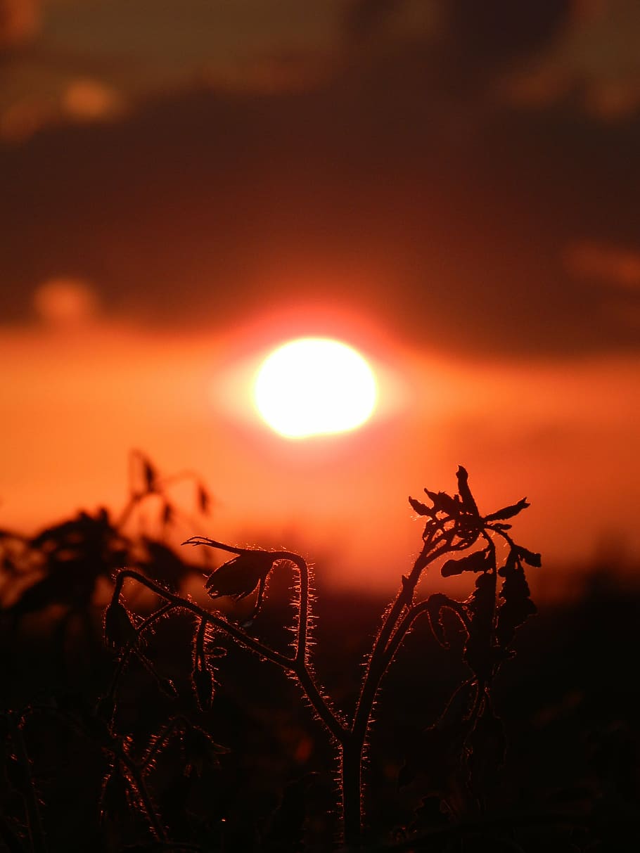 sunset, nature, silhouette, dusk, back Lit, sunlight, sunrise - Dawn HD wallpaper