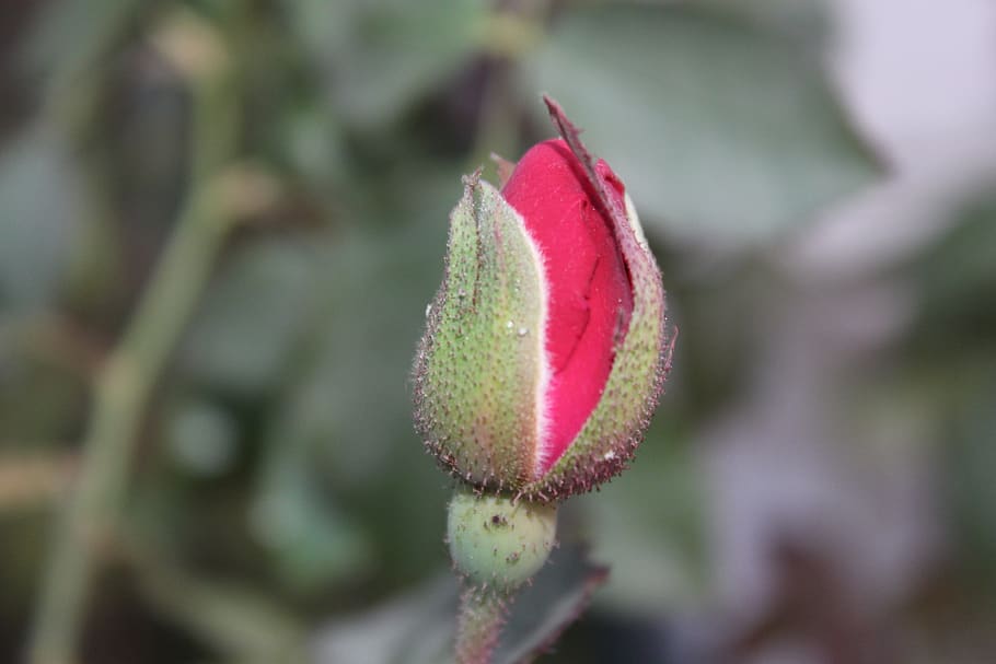 bud, blossom, rose, plant, close-up, growth, beauty in nature HD wallpaper