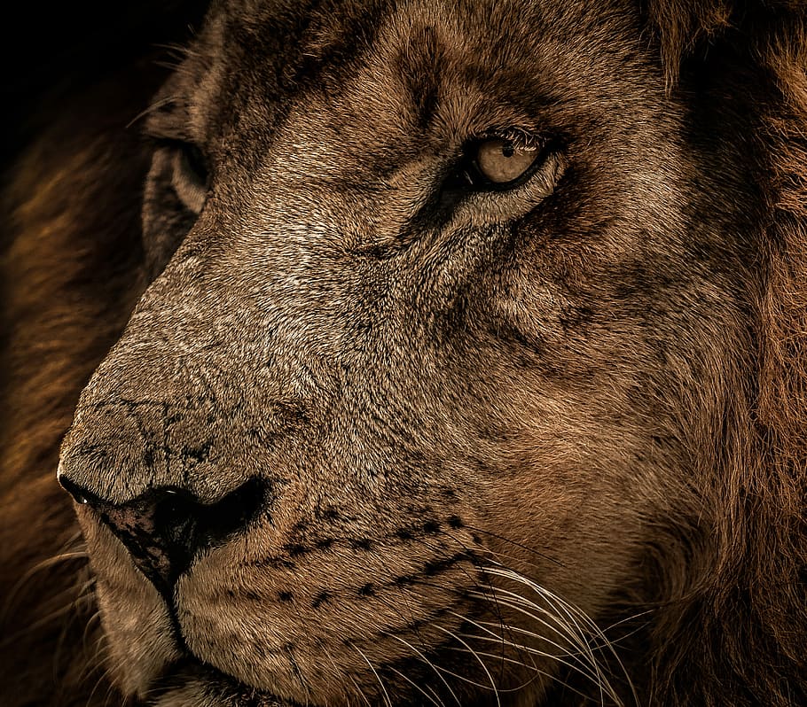 lion close-up photo, mammal, wildlife, cat, carnivore, animal HD wallpaper