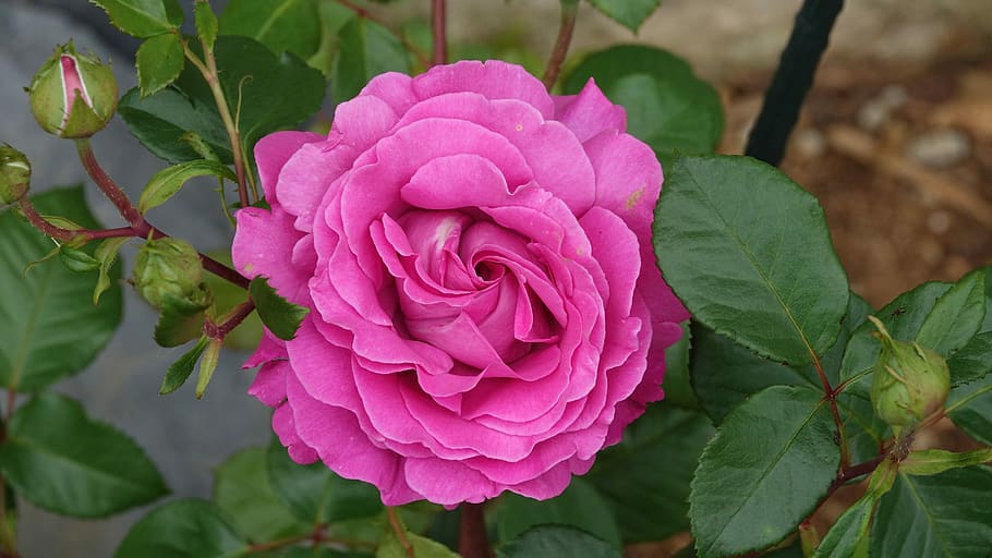 selective focus photo of pink rose flower, pink parma, garden HD wallpaper