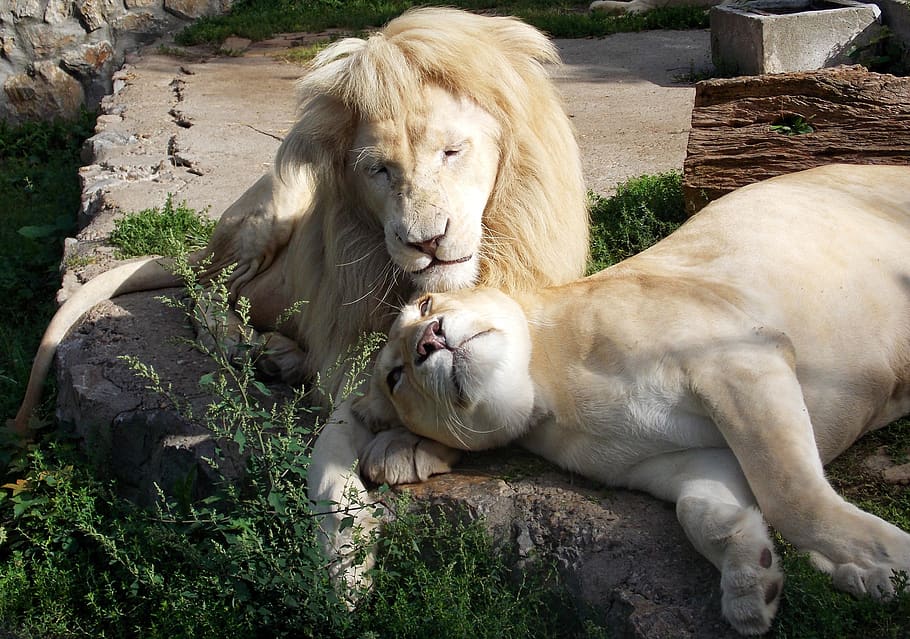 white lion, lions, lioness, wildlife, animal, zoo, endangered