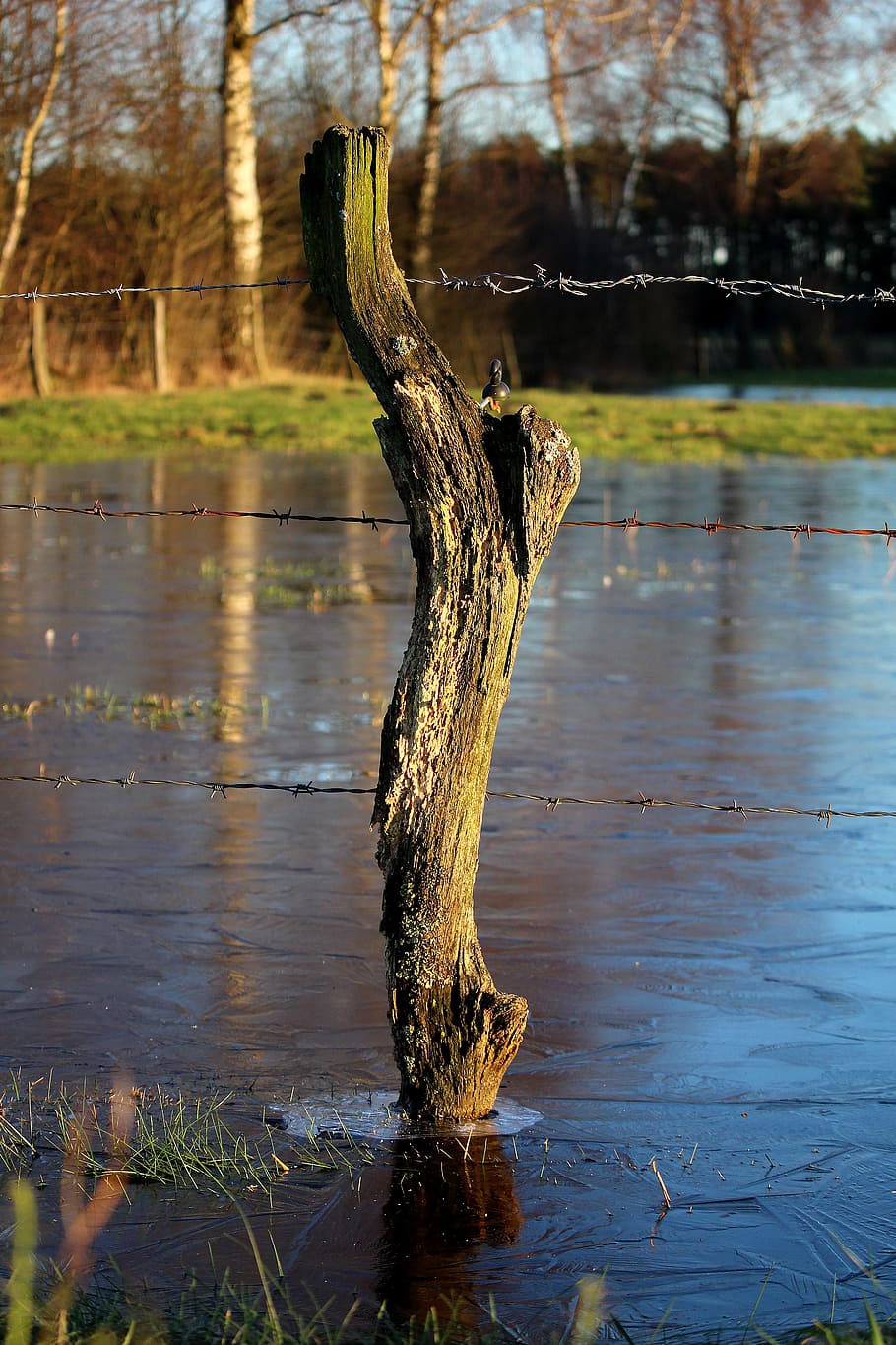 waters, nature, reflection, tree, river, fence, pasture, barbed wire HD wallpaper