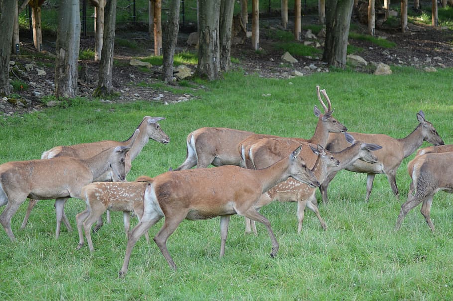 belgium, suede, animals, group of animals, land, animal themes HD wallpaper