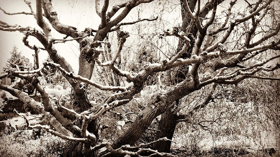 Nature, Branch, Tree, Trunk, Wood, twisted, tortuous, tree branches HD wallpaper