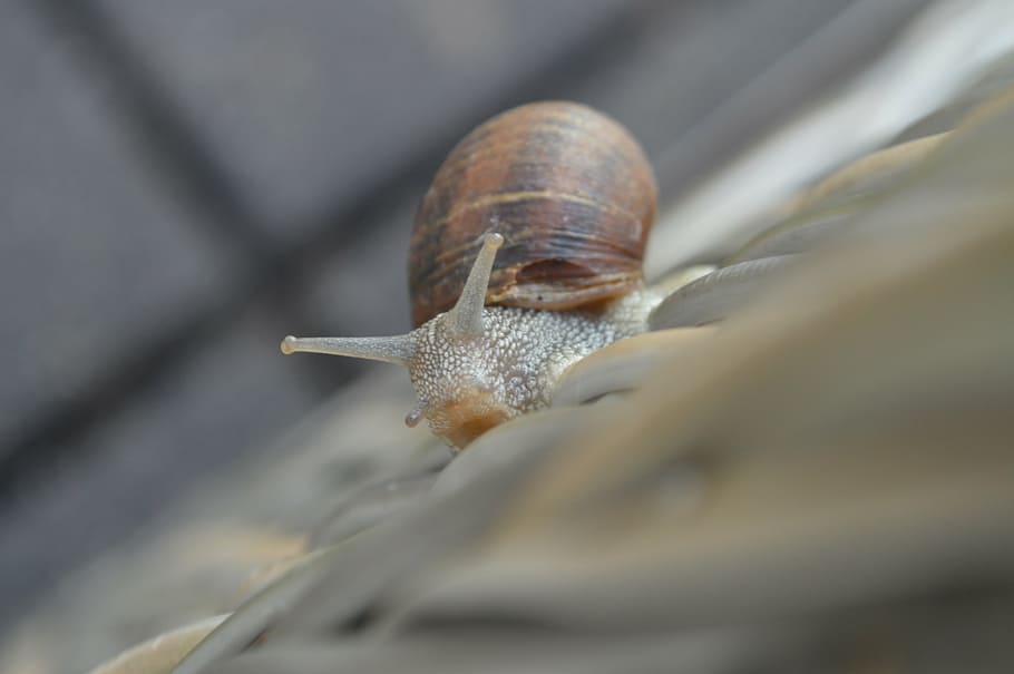 snail, nature, animal, shell, one animal, animal themes, wildlife HD wallpaper