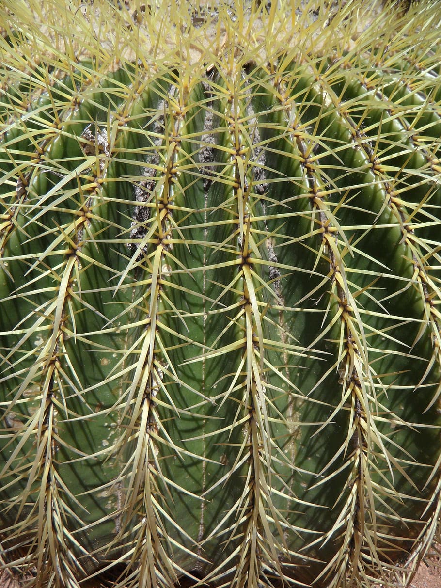 cactus, ball cactus, spur, thorns, structure, texture, background HD wallpaper