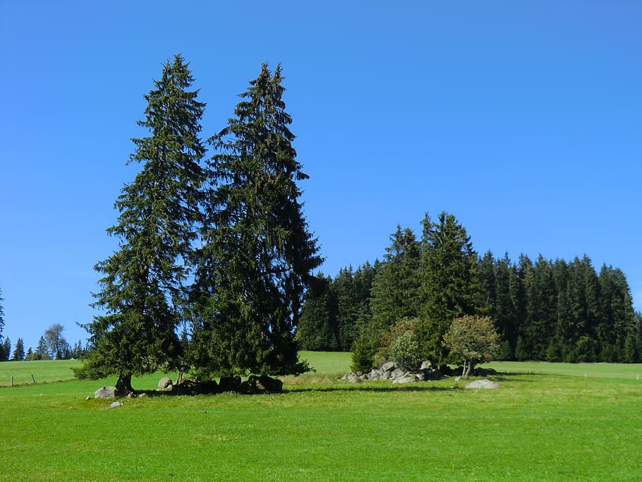 black forest, germany, nature, landscape, trees, green, sky HD wallpaper