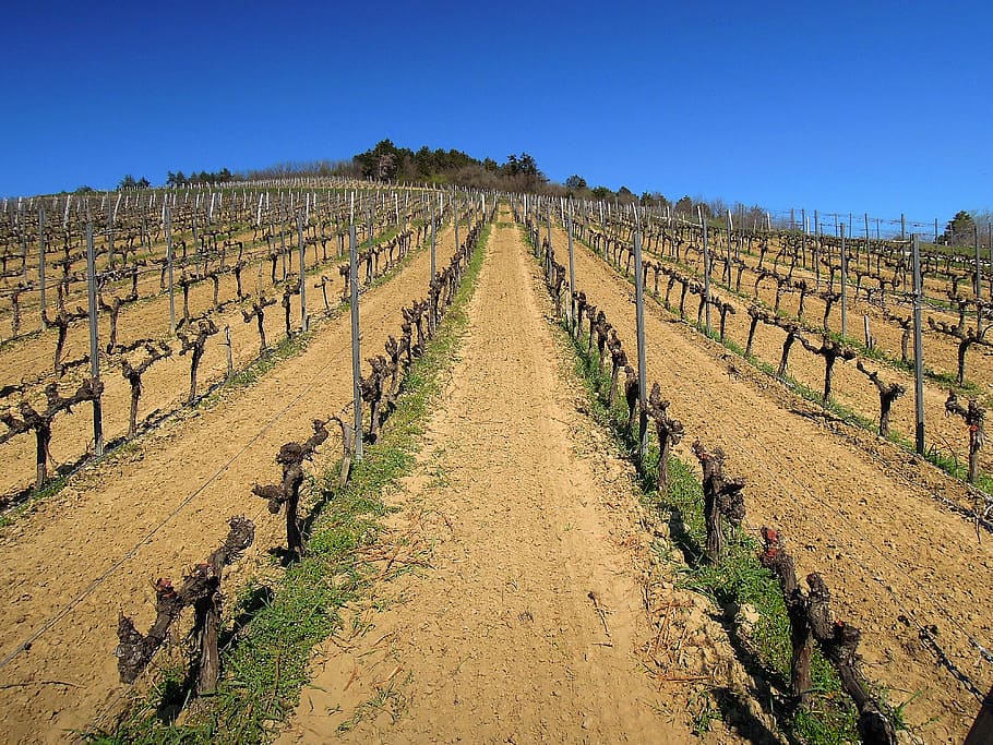 vine, grape, spring, blue sky, in a row, agriculture, landscape HD wallpaper