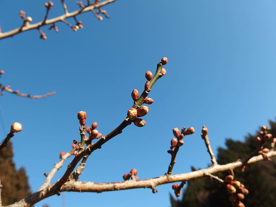 plum, blue sky, spring, bud, branch, flowers, japan, spring flowers HD wallpaper