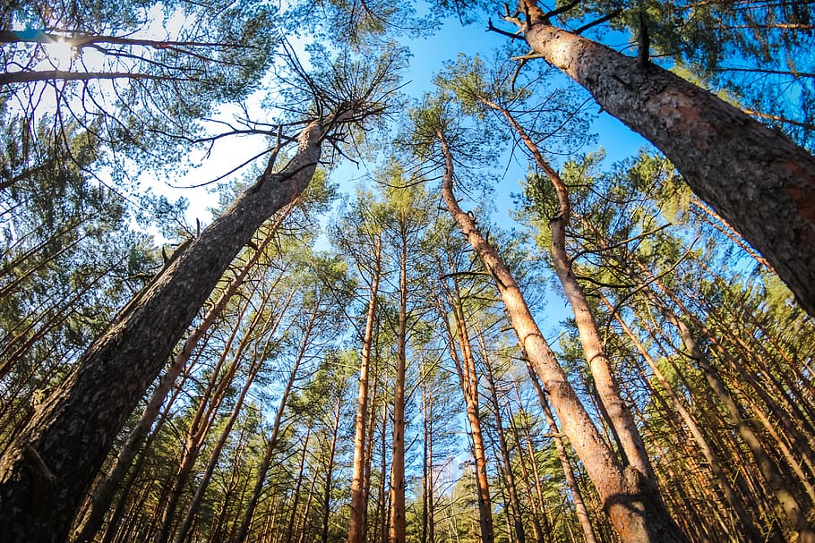 pine, forest, coniferous, summer, bright, nature, trees, russia HD wallpaper