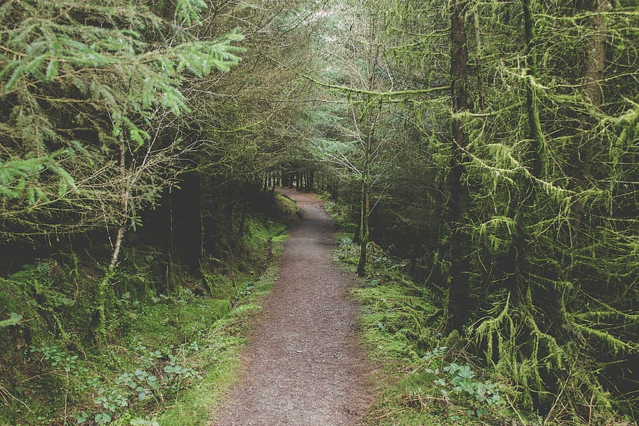 landscape photography of narrow road in the forest, pathway surrounded by forest HD wallpaper