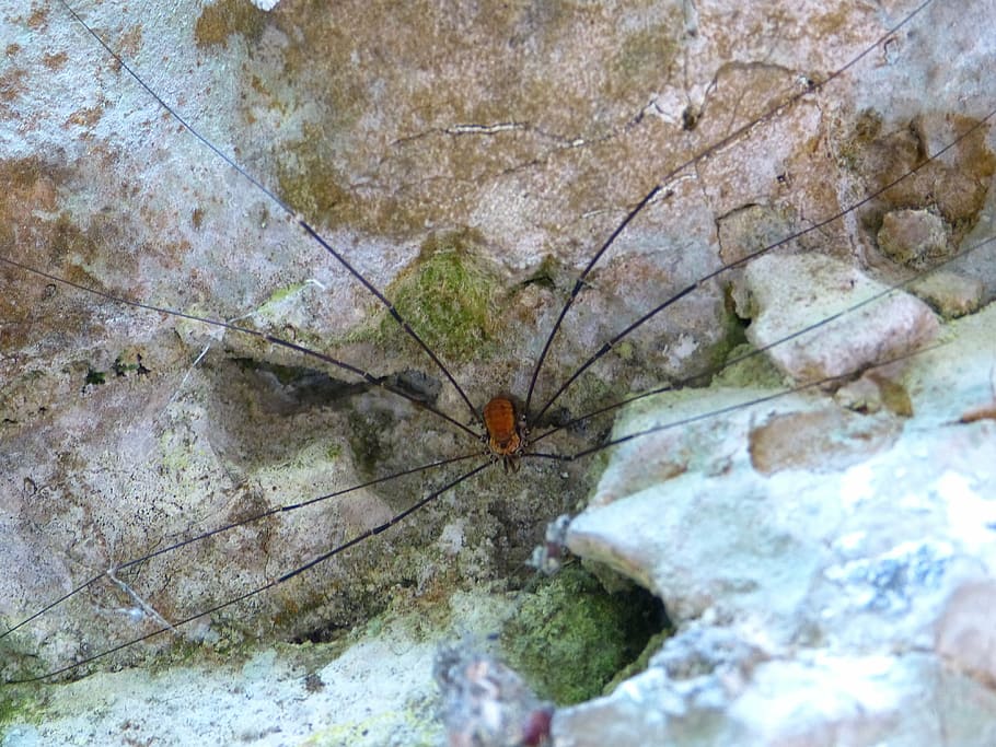 weber servant, animal, legs, creature, invertebrate, insect HD wallpaper