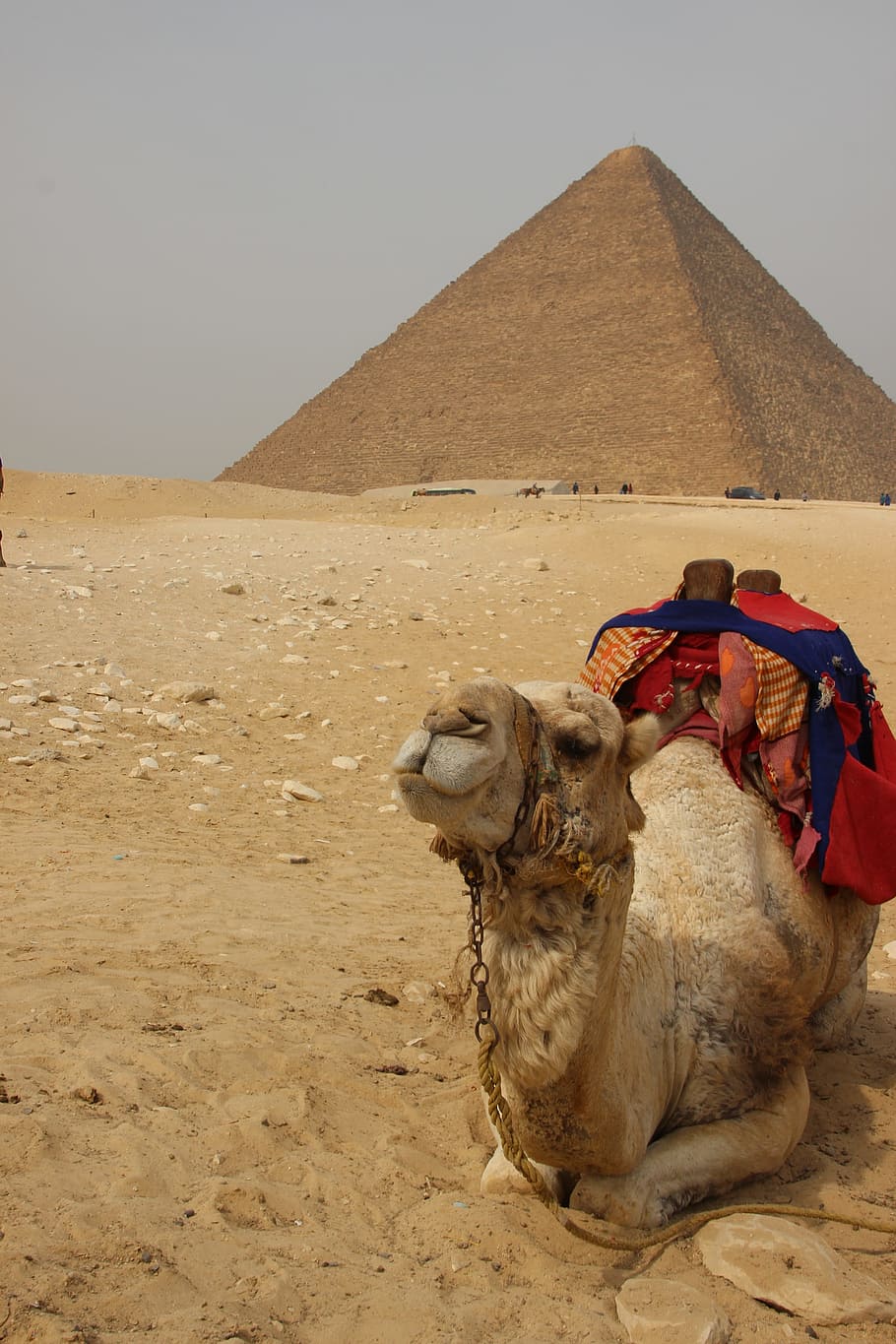 brown camel lying on the sand, Egypt, Africa, Pyramid, traveling
