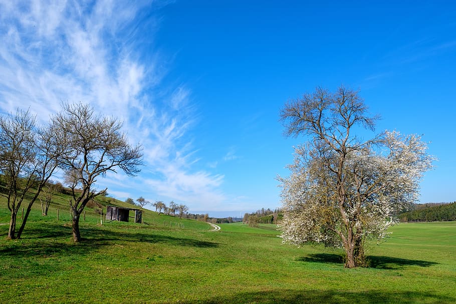 spring, tree, meadow, bloom, flowers, sky, clouds, landscape HD wallpaper