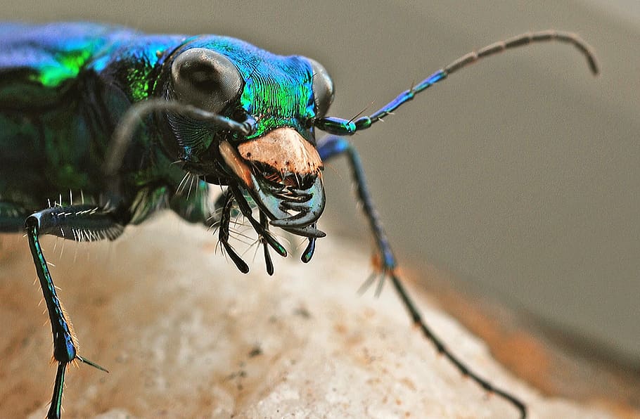 Tiger Beetle, Insect, Macro, biology, predatory, nature, adult HD wallpaper
