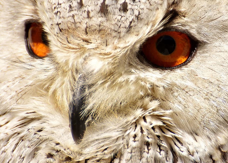 closeup photography of owl face, bird, feather, eagle owl, animals HD wallpaper